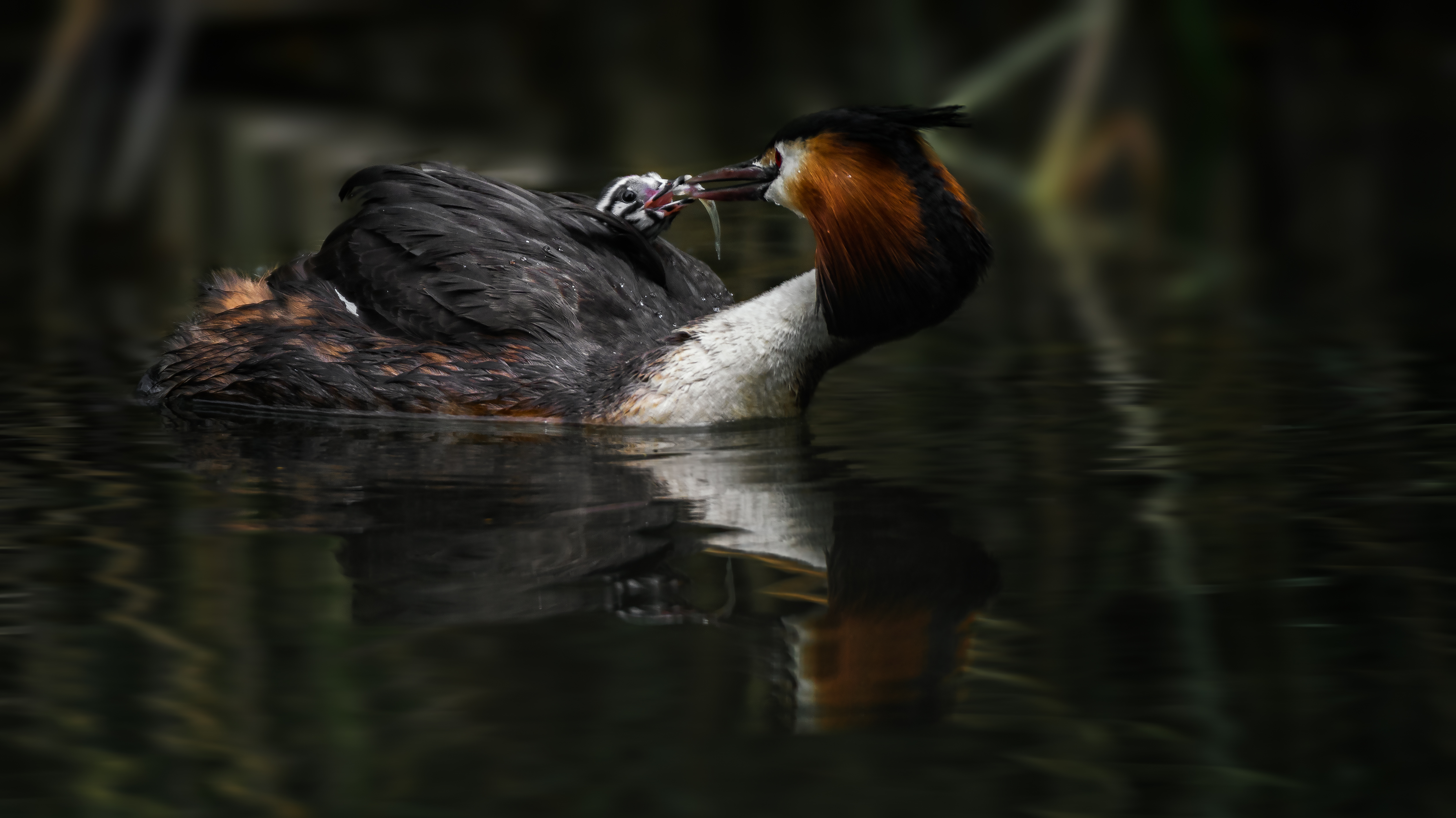 Grebe (37)
